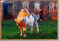 Коза у дома